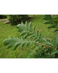 Дуб Фрайнетто | Quercus frainetto | Дуб Фрайнетто
